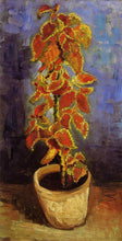Load image into Gallery viewer, Coleus Plant in a Flower Pot