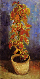 Coleus Plant in a Flower Pot