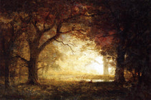 Load image into Gallery viewer, Forest Sunrise