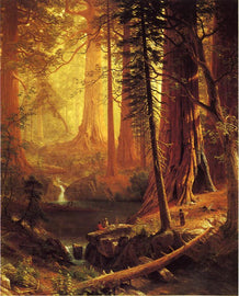 Giant Redwood Trees of California