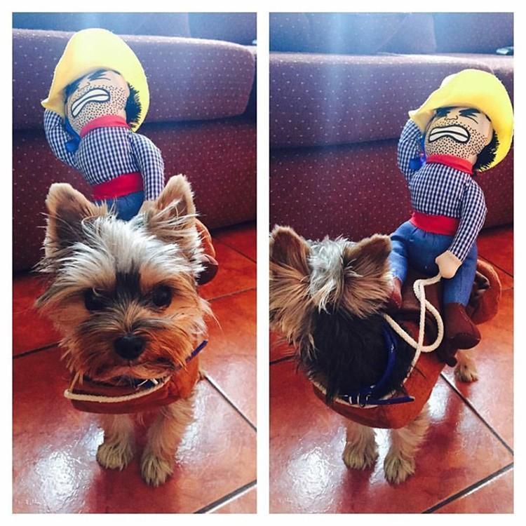 Pet Clothing - Pet Cowboy Horse Riding Clothes Dog Costume Novelty Funny Party