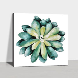 Succulent plant