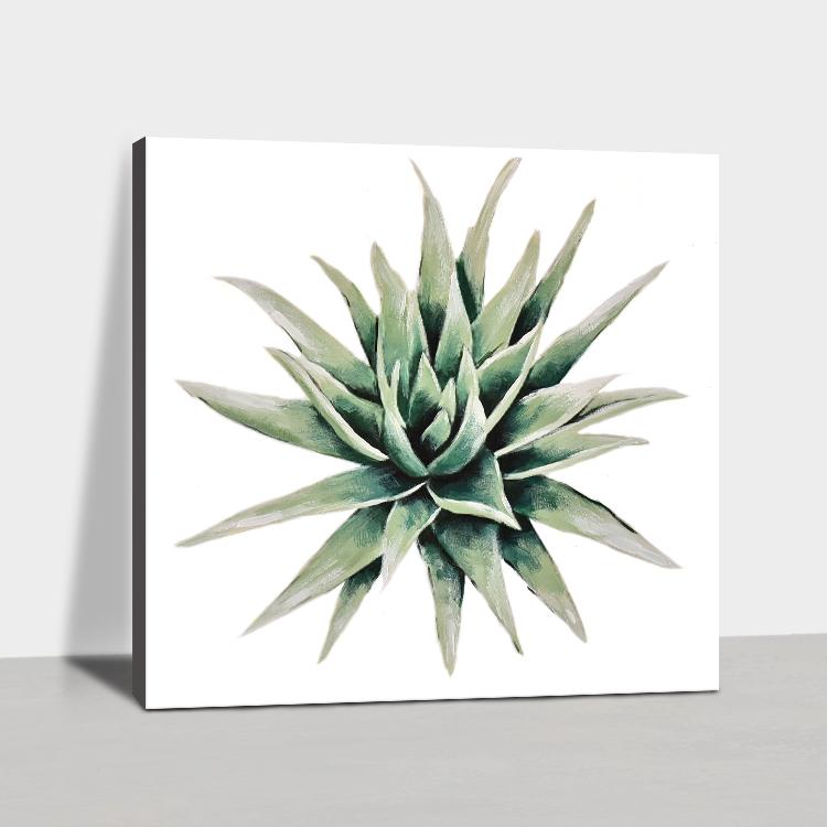 succulent plant#3