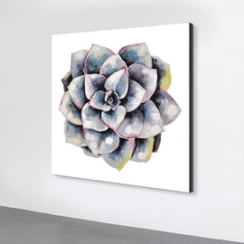 succulent plant#2